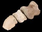 Composite Hadrosaur Toe - Alberta (Disposition #-) #71695-2